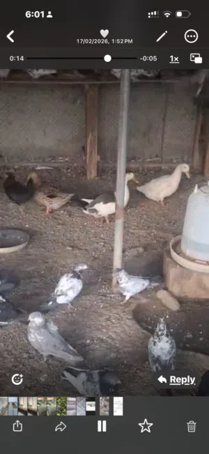 بيع أنواع حمام مشكلة