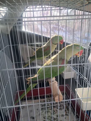 ببغاء ألكساندرا جامبو