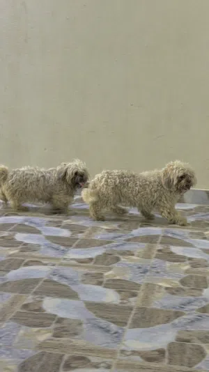 بيعه سريعه كلاب ريشيه الليفه عدد 2  صحه ونضافه  الجاد ما بنختلف وياه