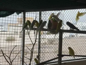 طيور بحاله جيده