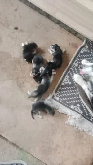 جراوي هاسكي البيع بعد ثلاث اسابيع يوجد اناث وذكور