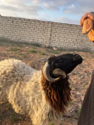 حولي للبيع