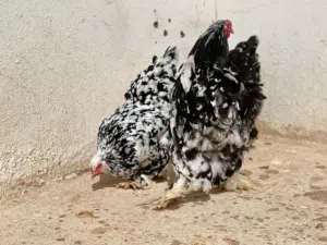 كوبيا براهما فولي ديك4دجاجات منتجات