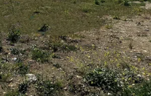 ارض للبيع في اول الشواورة طابو الف مربعة لاسكان قرب الشارع او فيلا