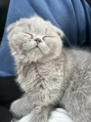 scottish fold 5 month
