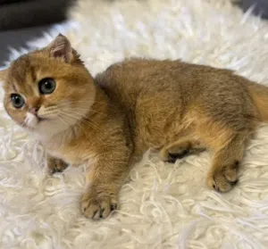 mimi 