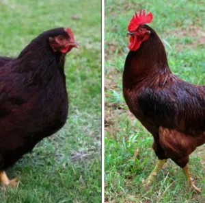 فرخات رود ايلاند سلالة في غنى عن التعريف بيض ولحم معدل البيض من 250 الى 300 بيضة في السنة