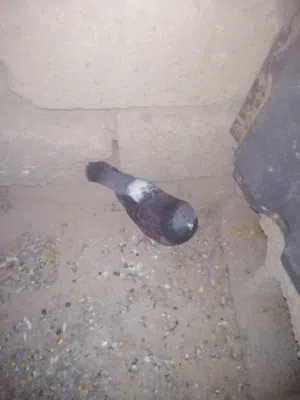 حمام تبارك الرحمن