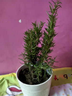 نبات روزماري