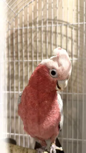 Galah Cockatoo – Healthy, Friendly & Well Cared For