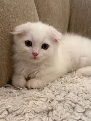 Scottish fold Mix Persian cat