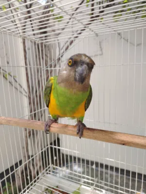 ببغا سنغالي للبيع وقابل للتفاوض