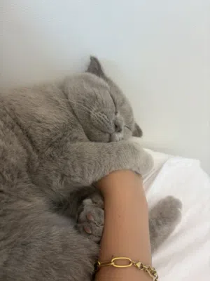 Kitten/Cat قط