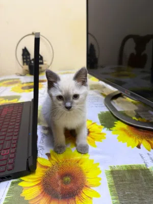 Siamese kittens