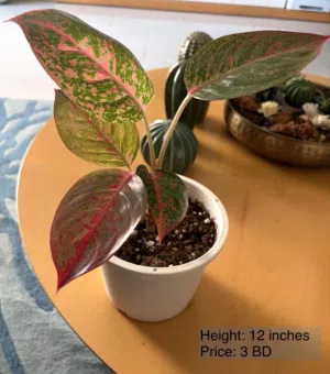 Indoor plants