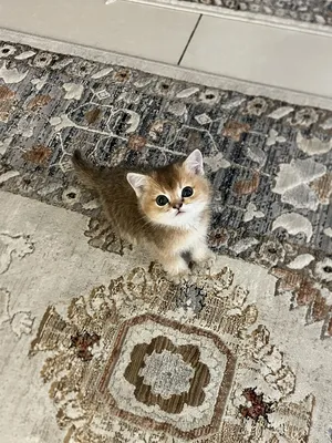 ‏أخرى‏3