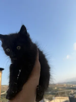 Little kitten : long hair Angora kitten