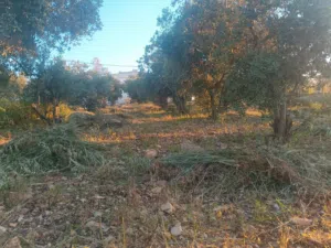 Mixed Use Land for Sale in Irbid Al Ashrafiyah