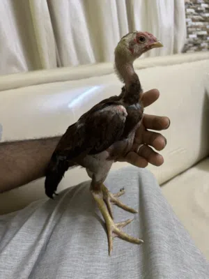 للبيع بتشو سلاله قويه واجد