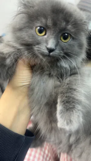 قطة شانشيلا عمرها شهرين