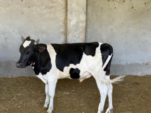 ثور ظفار للبيع