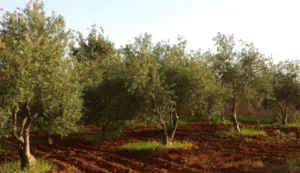 Farm Land for Sale in Irbid Alal