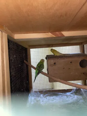 زوج هند مع القفص