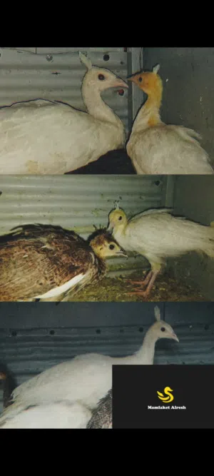 فراخ طوس مميزه