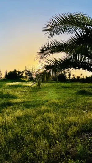 قطعة أرض سكنية 1000 متر للبيع