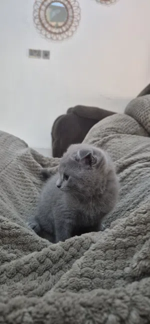 قطط سكوتش فولد انثى للبيع Female Scottish Fold Kitten for Sale!