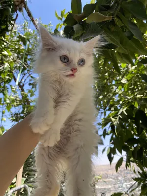Persian3