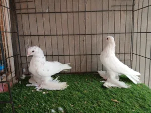 زوز كوبيات شقلاب