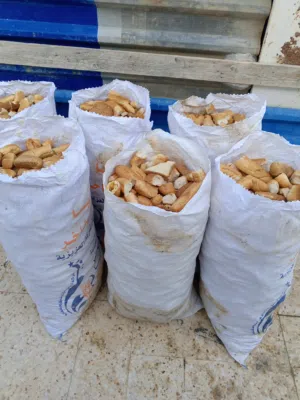 خبزة يابسة