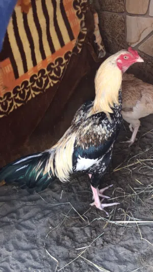 للبيع طير نسل السعر 25 بيعه مستعجله .