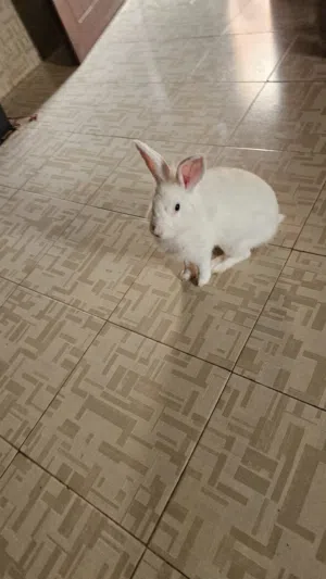 ارانب هولنديه عدد 7 اليفات