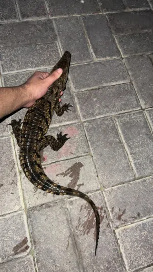 تمساح طول ذراع