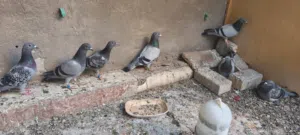 زواجل للبيع شلعة  التك على 7 زواجل حلوات ورس قوي