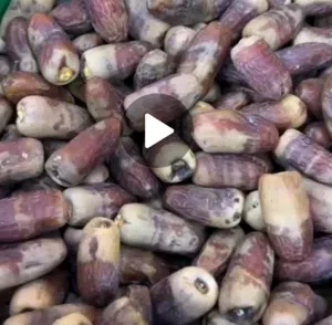 سح نغال. جريجروا