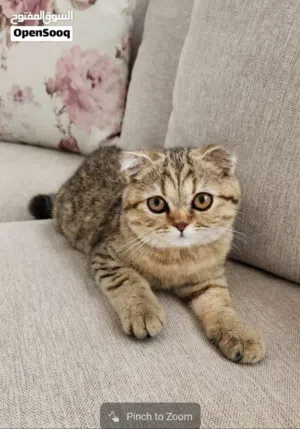 Pure Scottish Fold, British Female Kitten 6 months