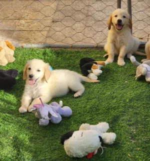 GOLDEN RETRIEVER PUPPY 45 Days