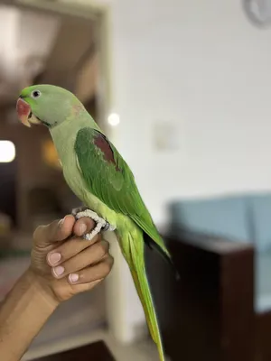 ‏ببغاء‏3