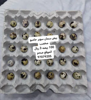 يتوقر بيض سمان سوبر جامبو بالحجز..... التواصل على الخاص بي...