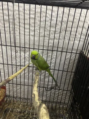 جواز ببعائات للبيع بالصلاه عالنبي شوف الوصف