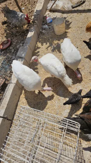 اربع حبات حبش ثلاث فرنسي وحبه تركي احمر