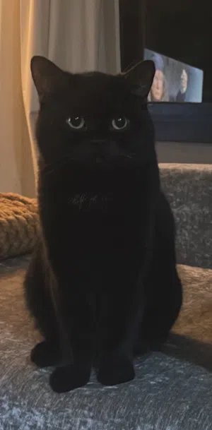 5 years old. British Shorthair breed.