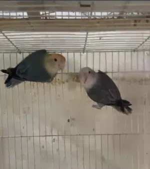 زوج لافبيرد منتج