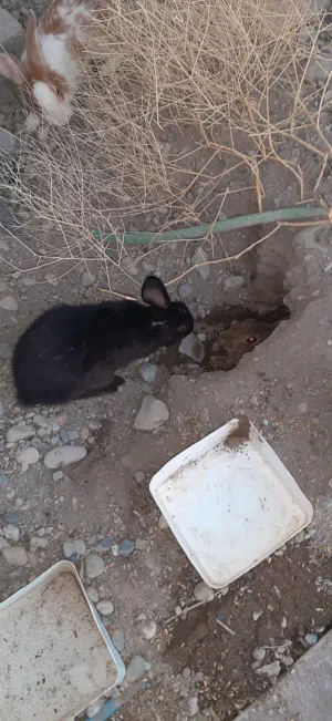 ارانب للبيع