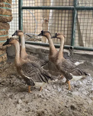 بيعة سريعة بط عراقي منتجين العدد:4 ثلاث اناث وذكر واحد صحة ونظافة تربية بيت