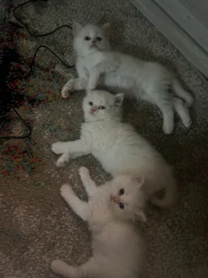 Kitten available