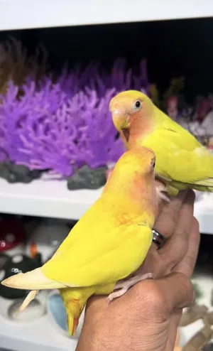 مطلوب كوبيه بركادلو